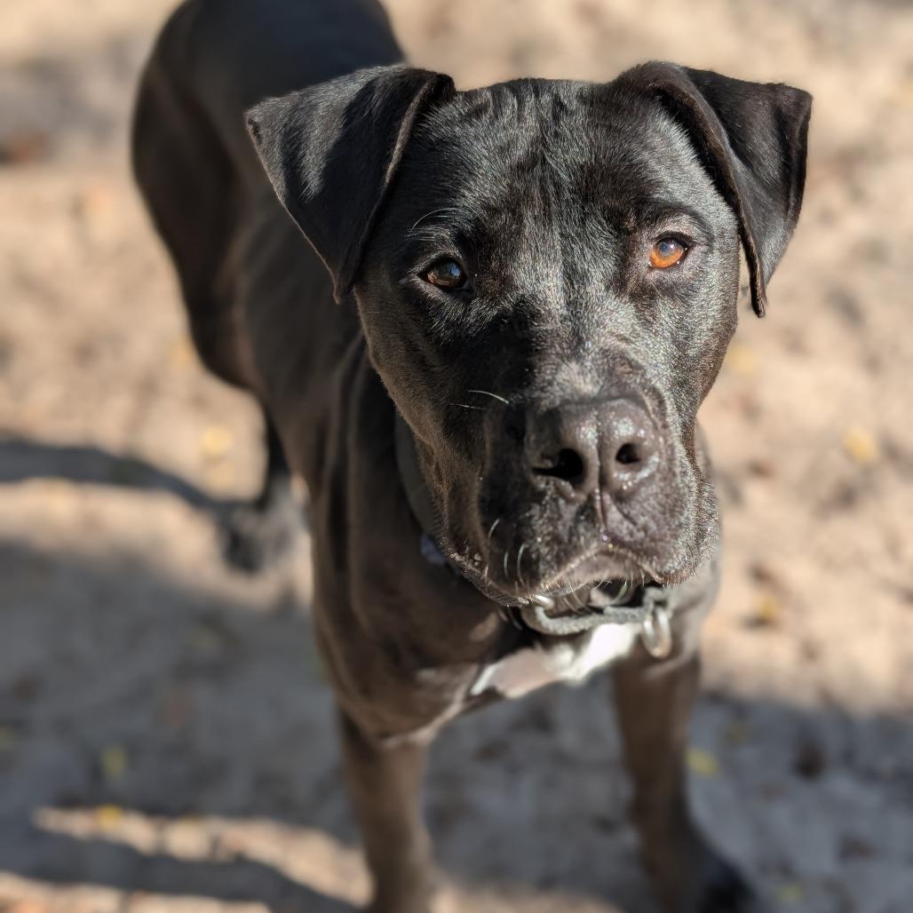 Enlarge Benny 28283, a Adoptable Mixed Breed in Middleburg, FL image 4/4