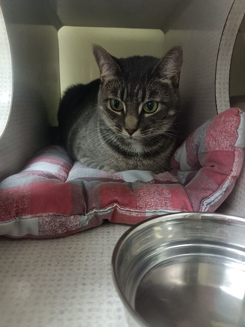 Charlie, Adoptable, Adult Female Domestic Short Hair.