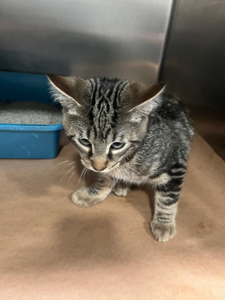 Hector, Adoptable, Kitten Male Domestic Short Hair.