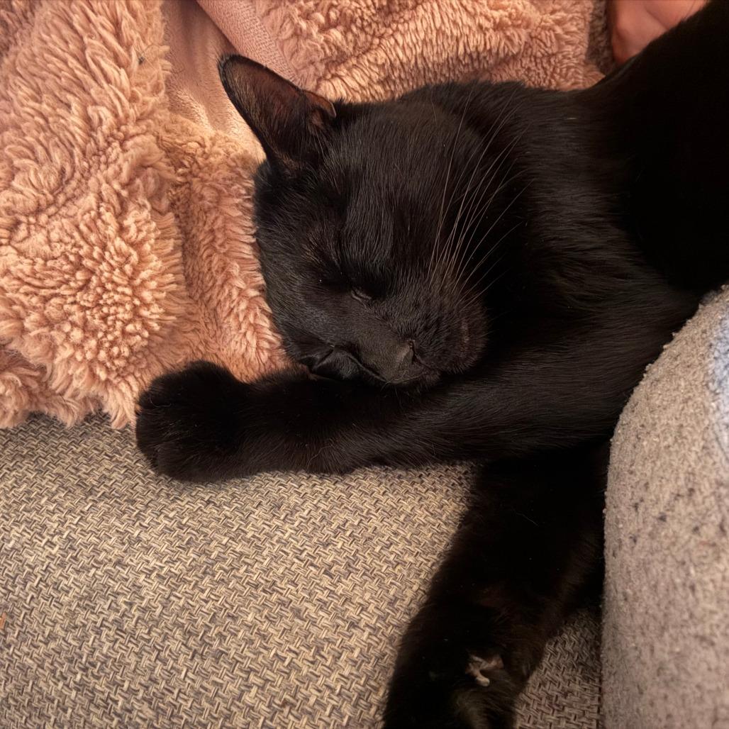 Putty, Adoptable, Senior Male Domestic Medium Hair.