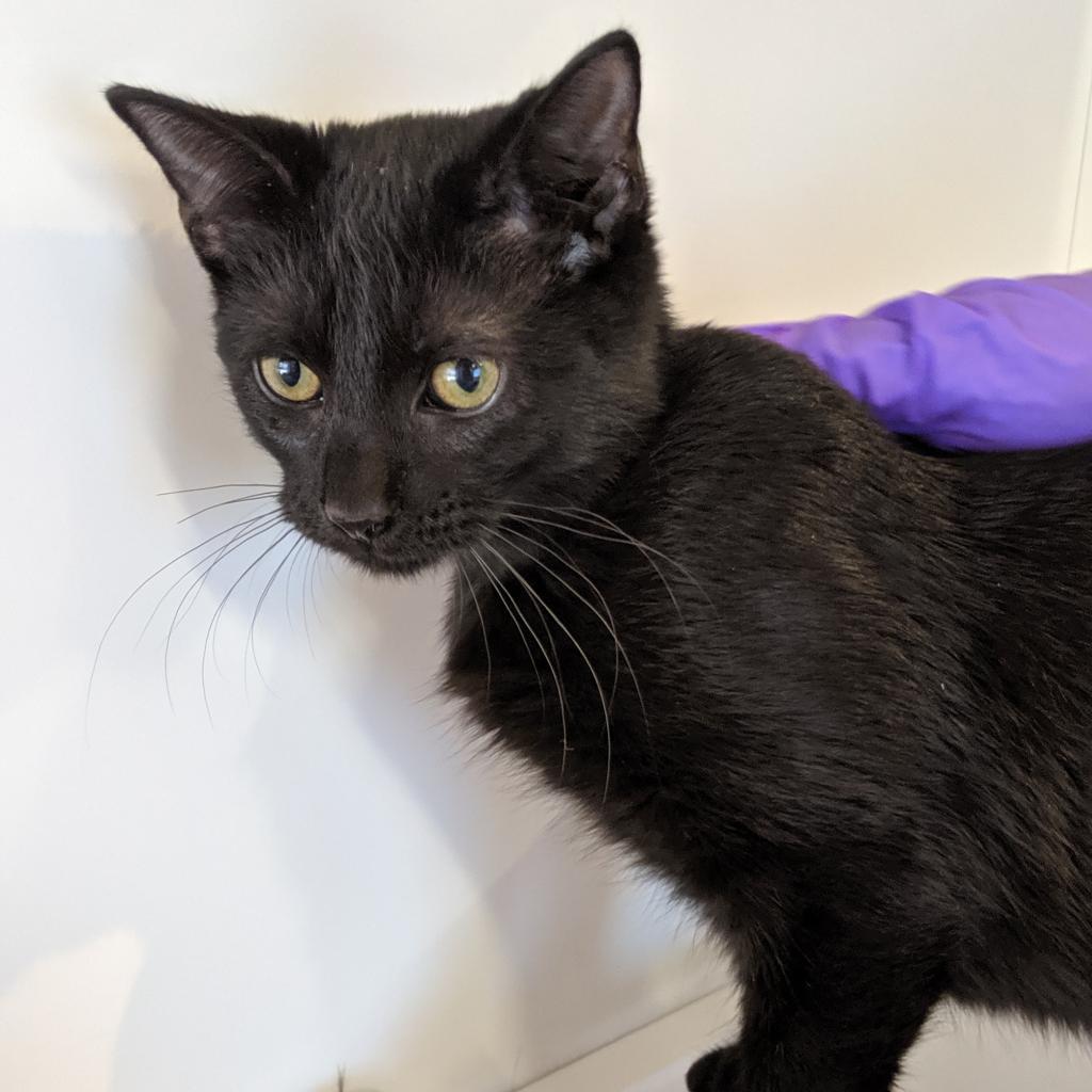 Enlarge Putty, a Adoptable Domestic Medium Hair in New York, NY image 2/6