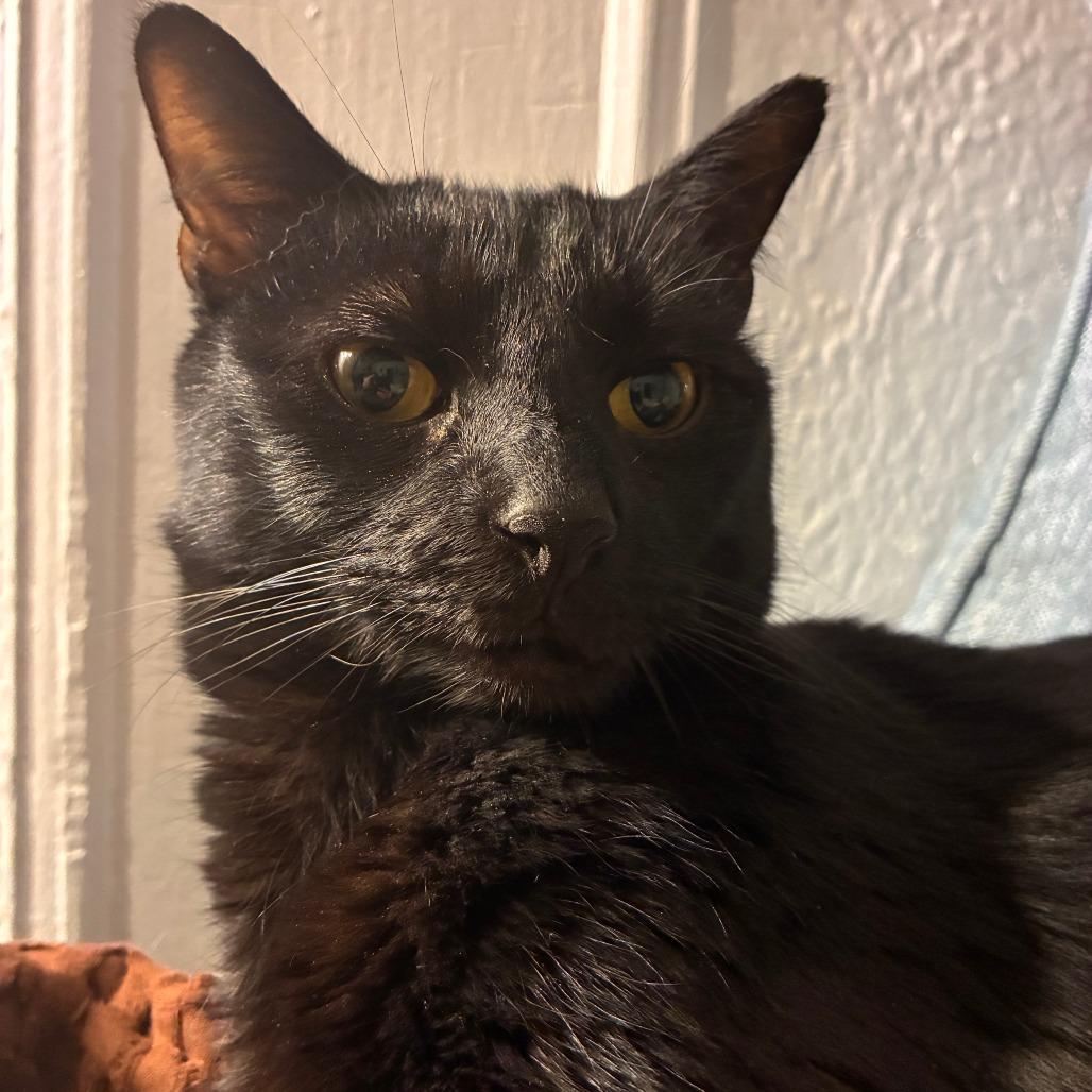Enlarge Putty, a Adoptable Domestic Medium Hair in New York, NY image 3/6