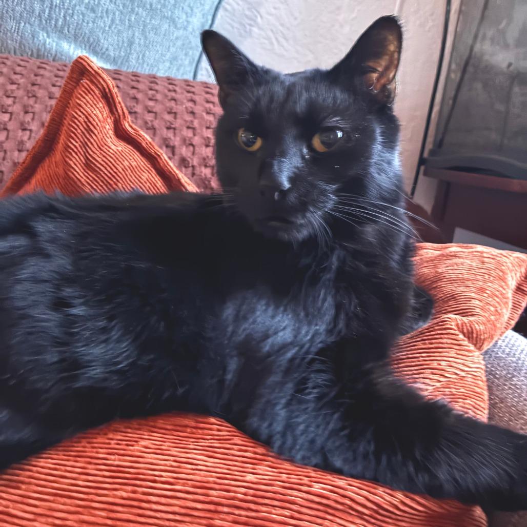 Enlarge Putty, a Adoptable Domestic Medium Hair in New York, NY image 4/6