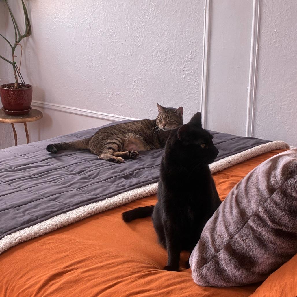 Enlarge Putty, a Adoptable Domestic Medium Hair in New York, NY image 5/6
