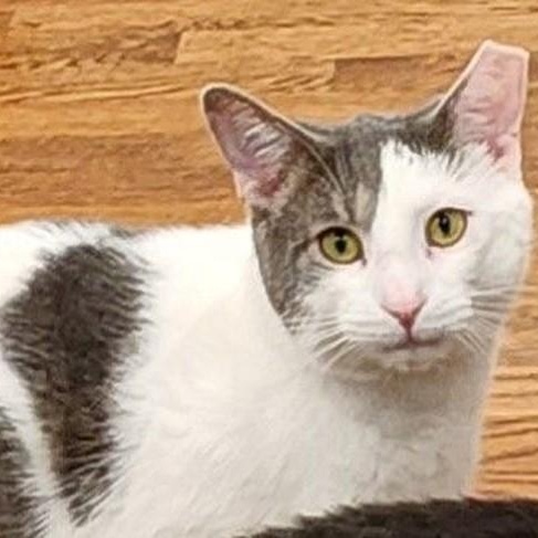 Enlarge Carlos, a Adoptable Domestic Short Hair in Lancaster, VA image 1/1