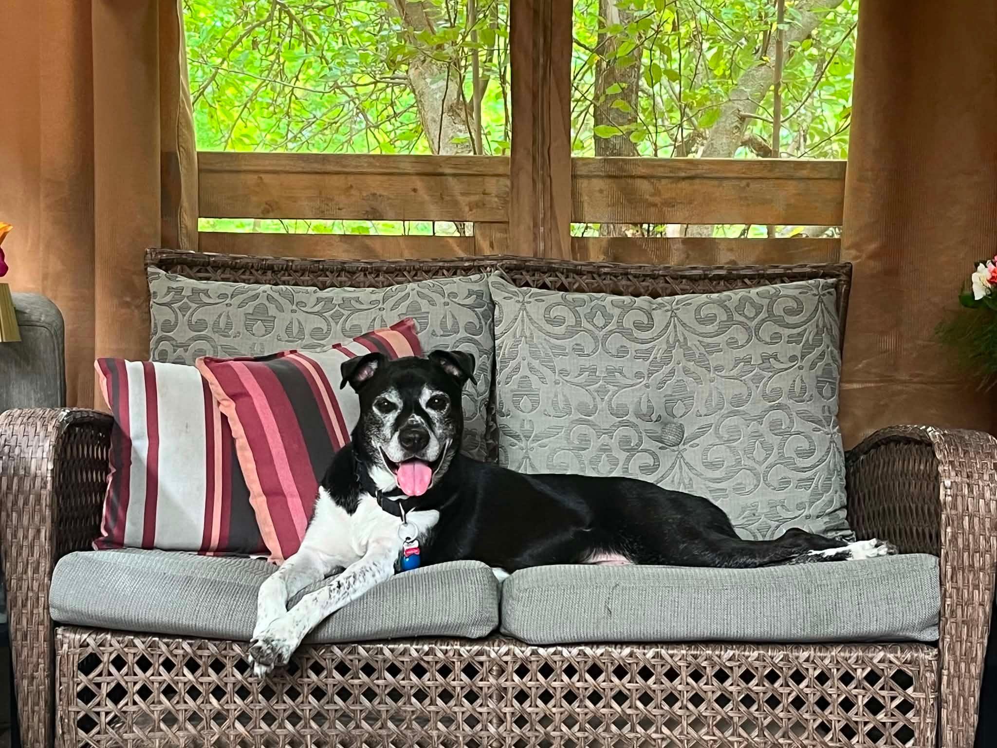 Enlarge Tux, a Adoptable mixed breed in Toronto, ON image 3/6