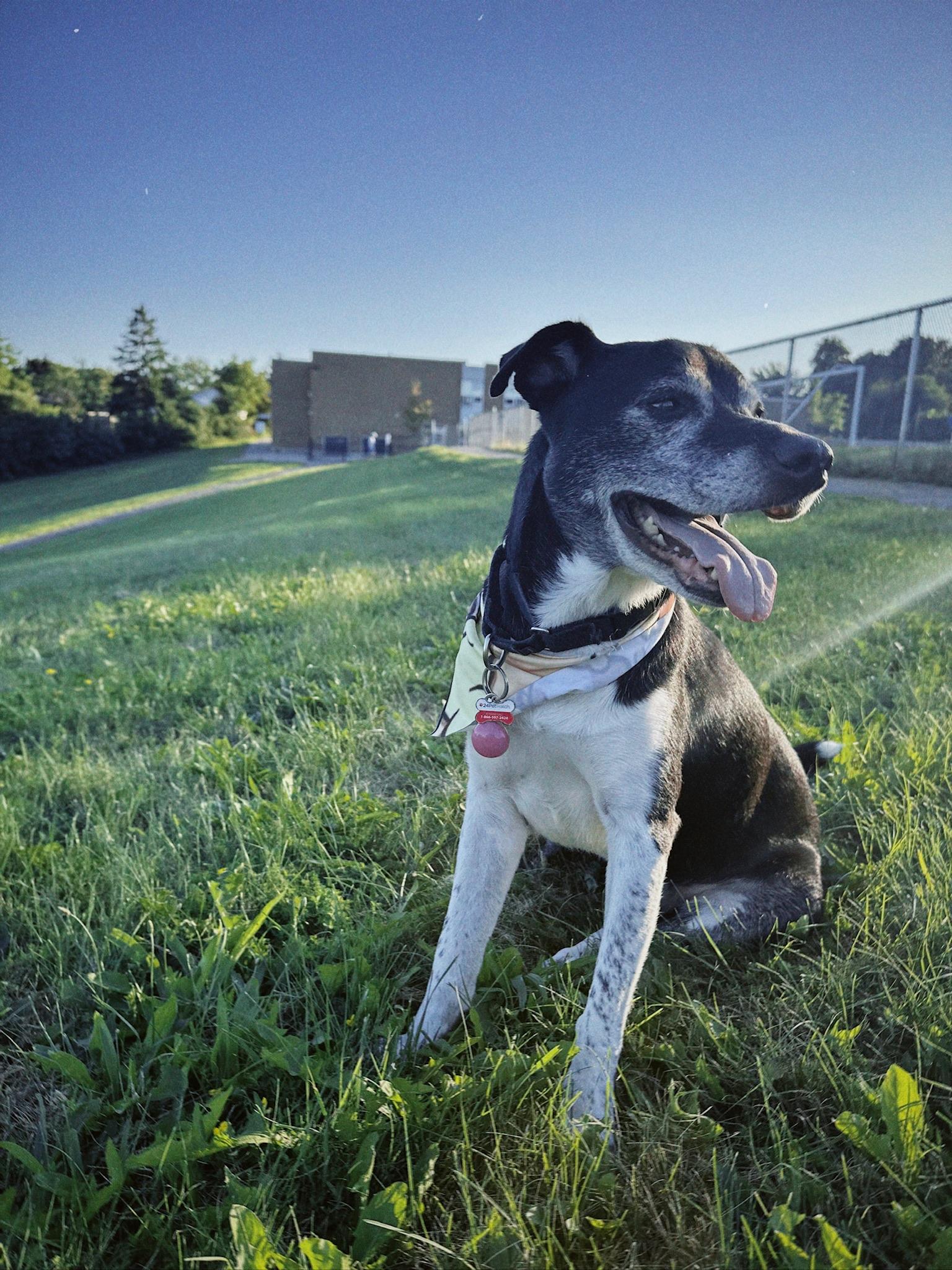 Enlarge Tux, a Adoptable mixed breed in Toronto, ON image 5/6
