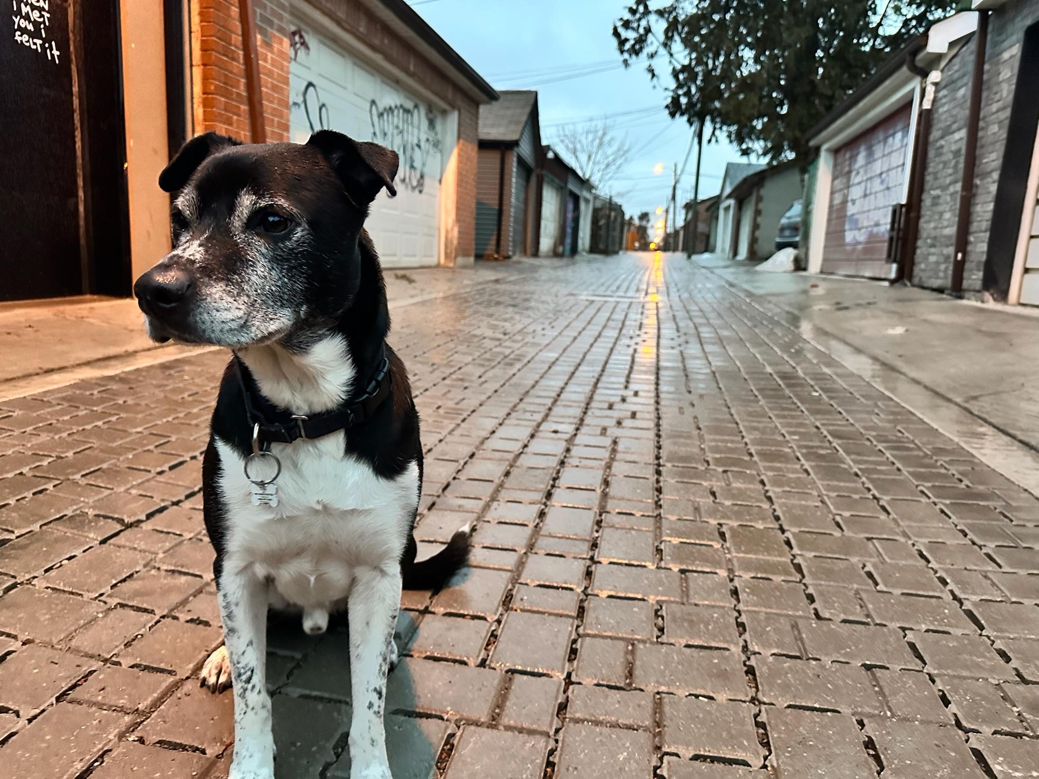 Enlarge Tux, a Adoptable mixed breed in Toronto, ON image 4/6