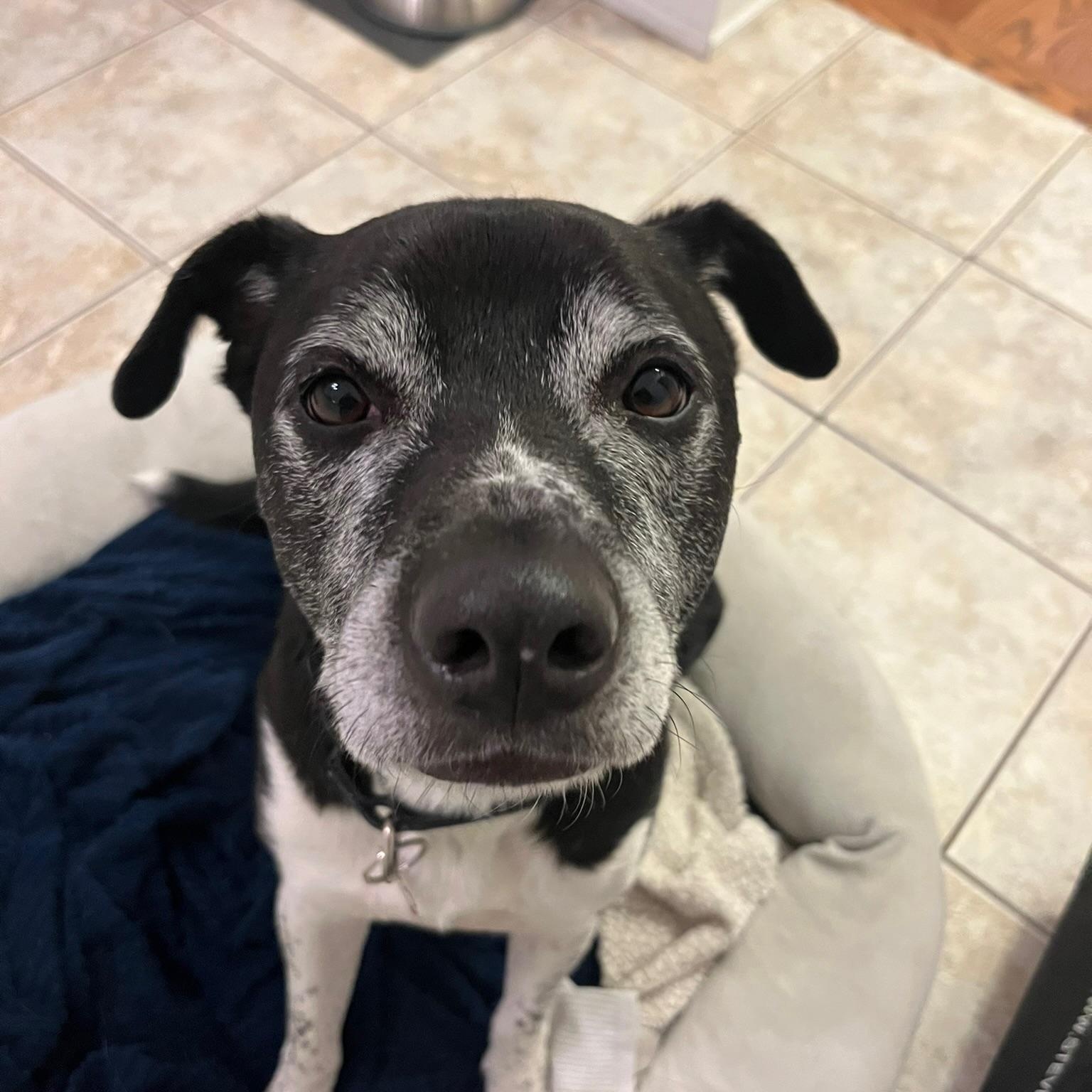 Enlarge Tux, a Adoptable mixed breed in Toronto, ON image 1/6