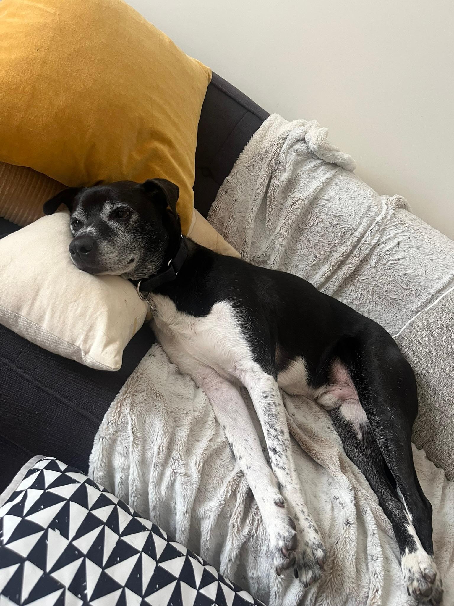 Enlarge Tux, a Adoptable mixed breed in Toronto, ON image 6/6