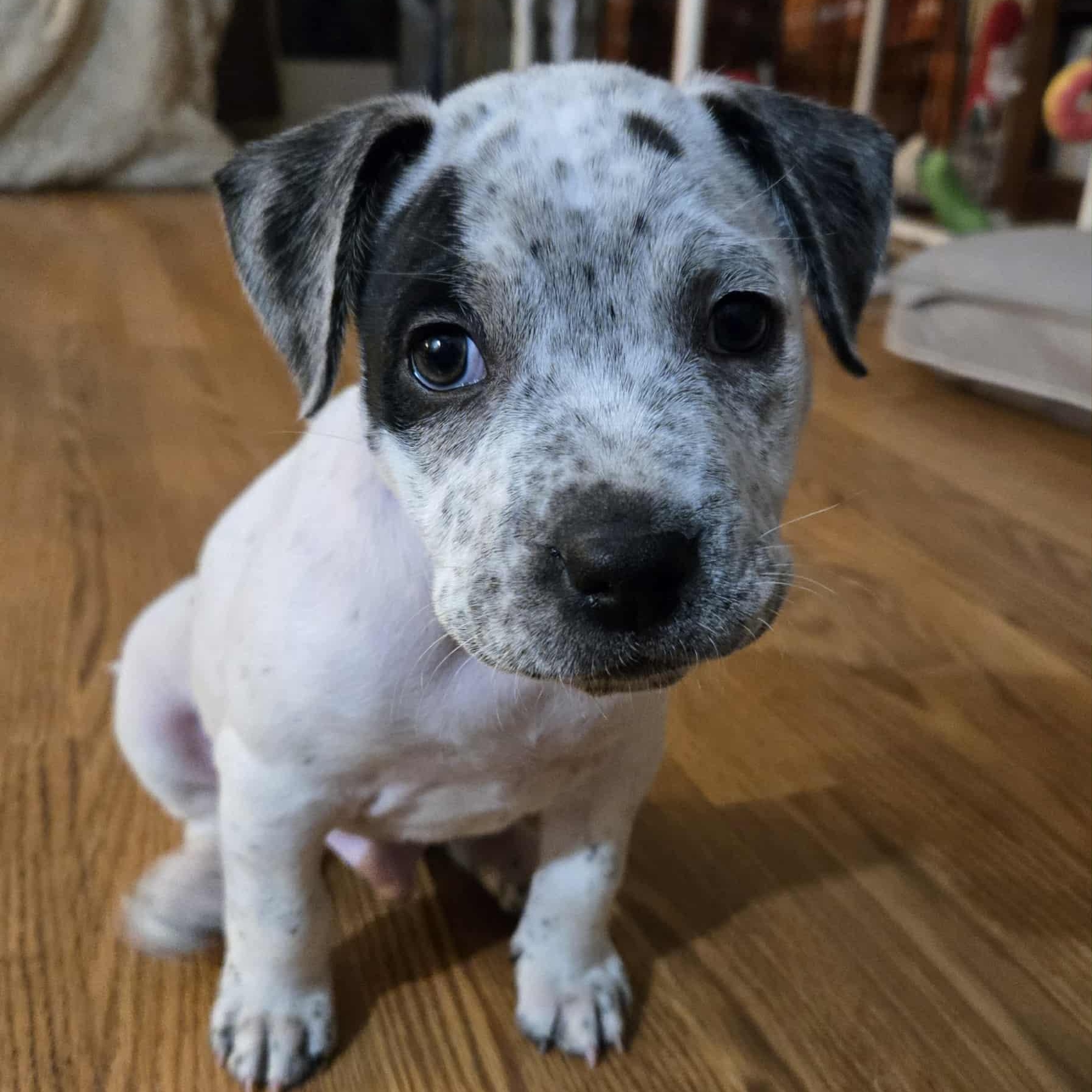 Enlarge MOSES, a Adopted mixed breed in Burton, MI image 3/5