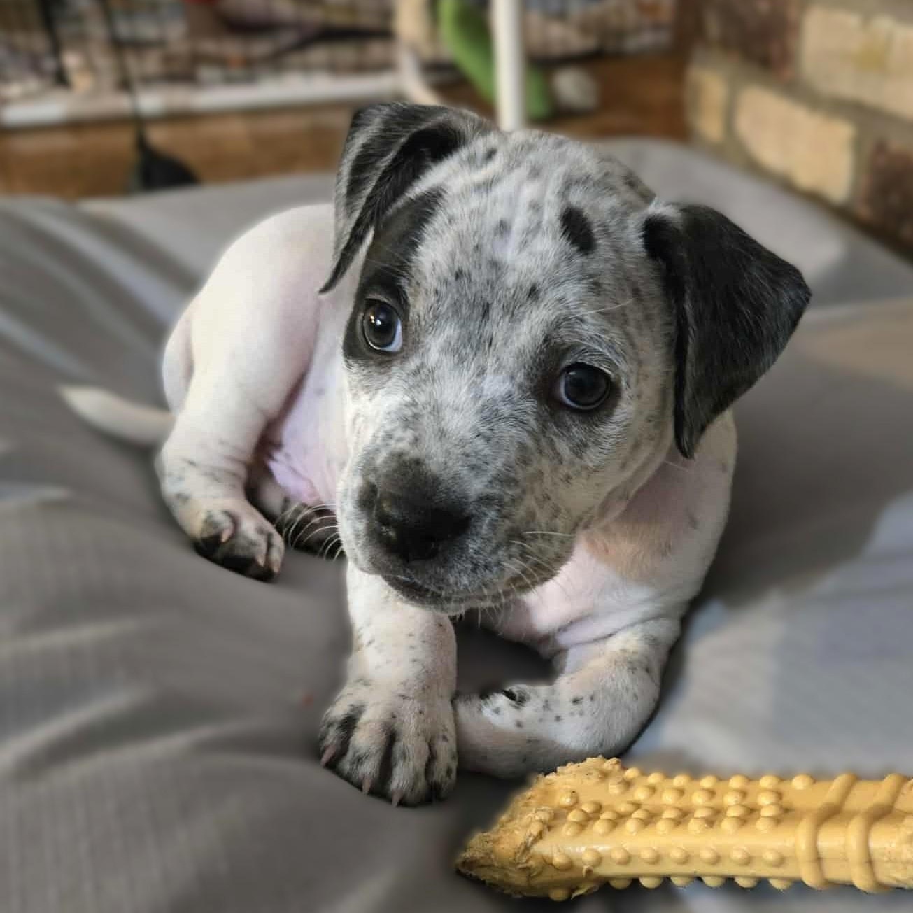 Enlarge MOSES, a Adopted mixed breed in Burton, MI image 4/5