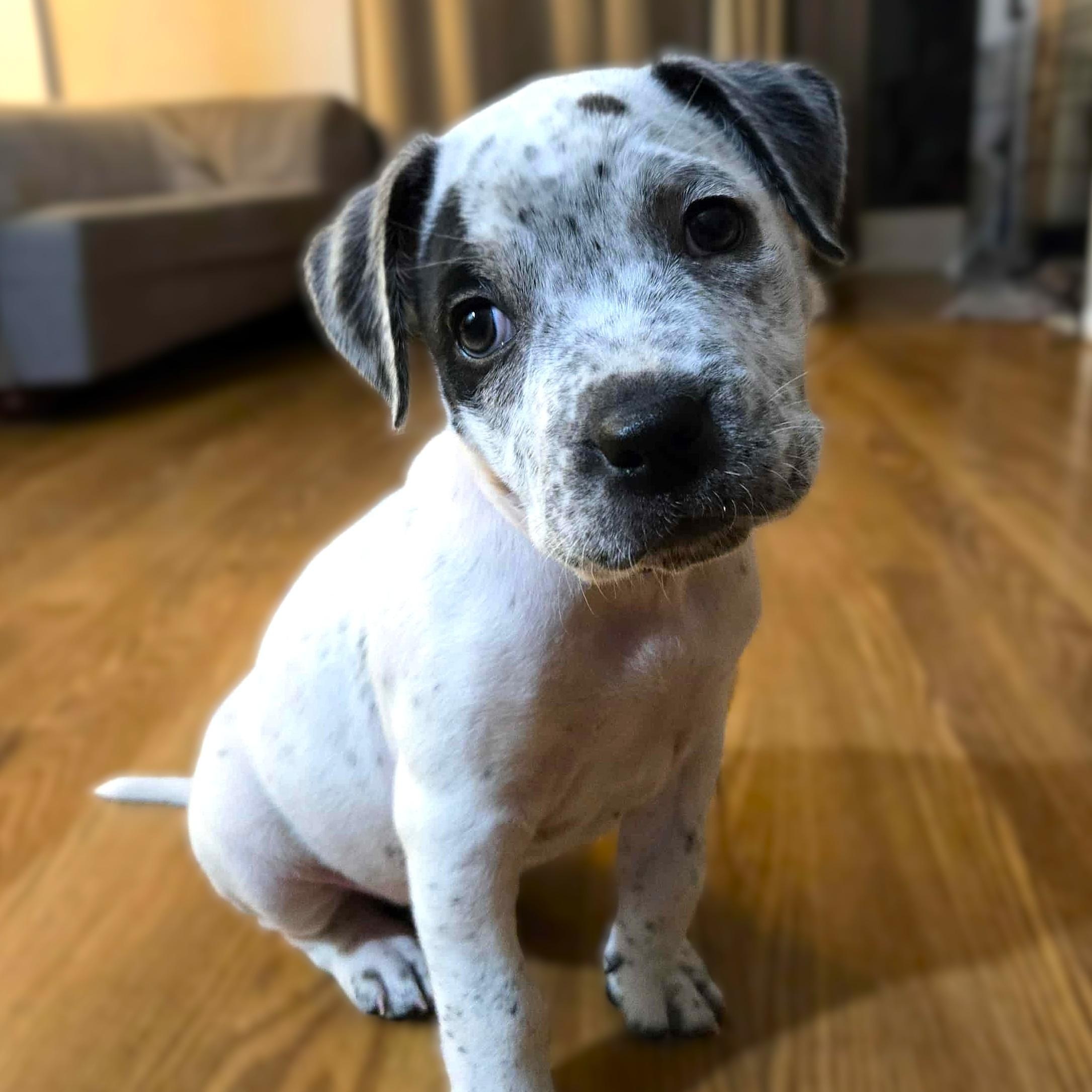 Enlarge MOSES, a Adopted mixed breed in Burton, MI image 1/5