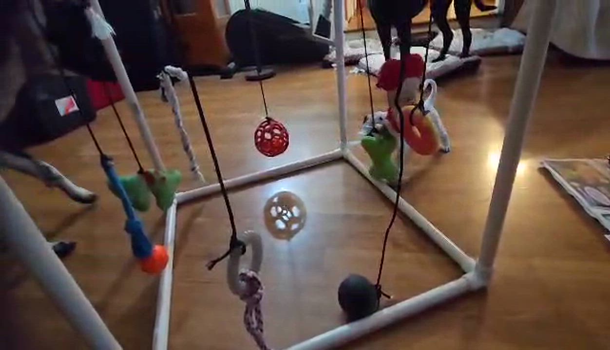 Enlarge MOSES, a Adopted mixed breed in Burton, MI video 2/5