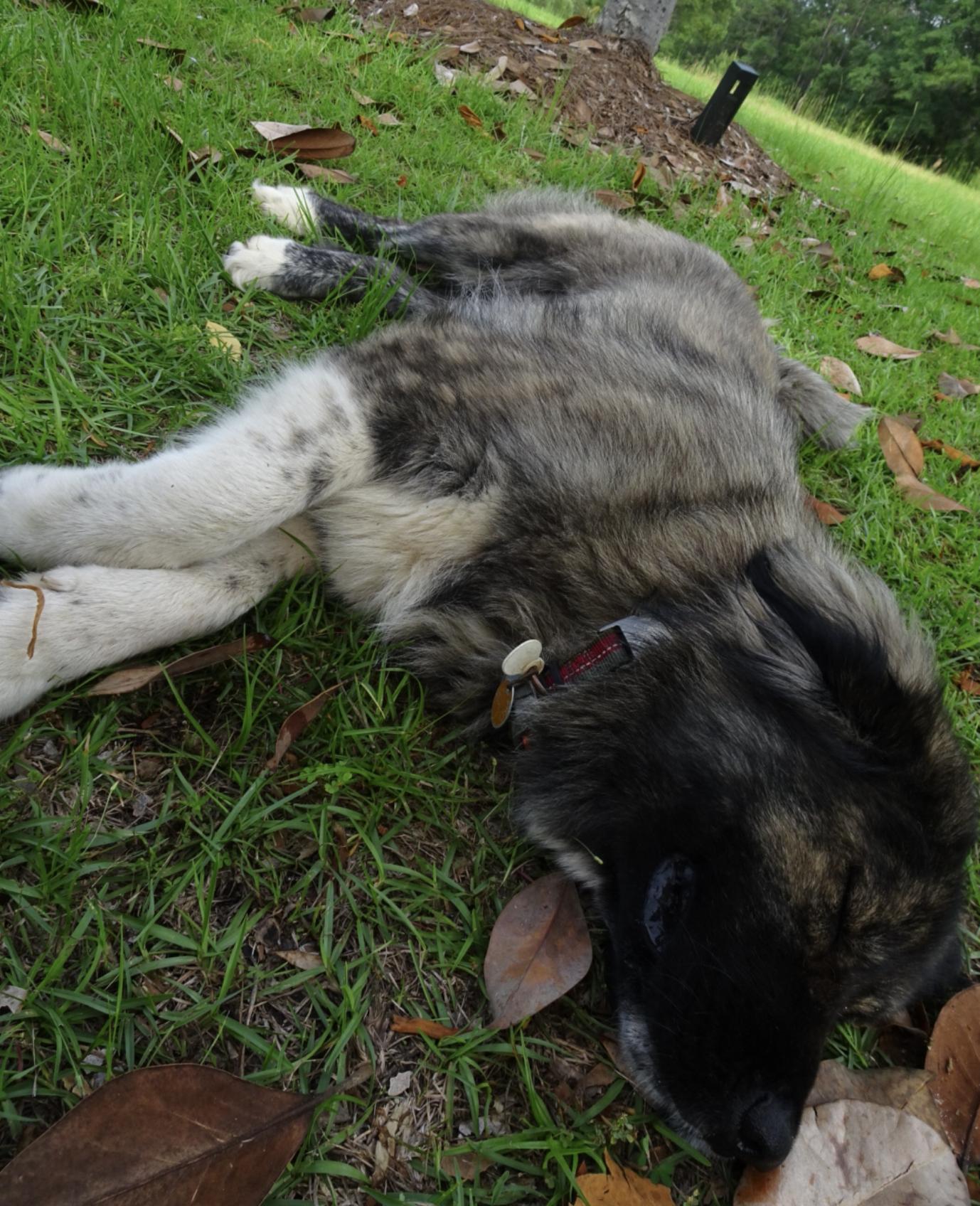 Enlarge Courtesy - Girly, a ADOPTABLE Caucasian Sheepdog / Caucasian Ovtcharka in Mobile, AL image 1/3
