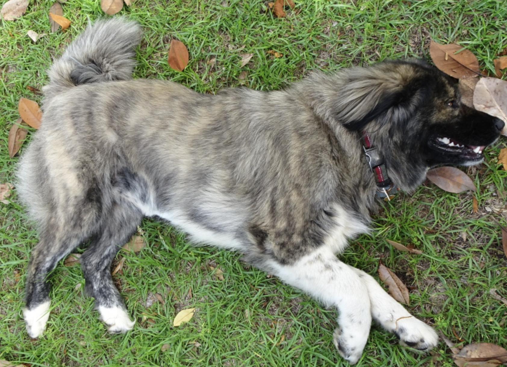Enlarge Courtesy - Girly, a ADOPTABLE Caucasian Sheepdog / Caucasian Ovtcharka in Mobile, AL image 3/3