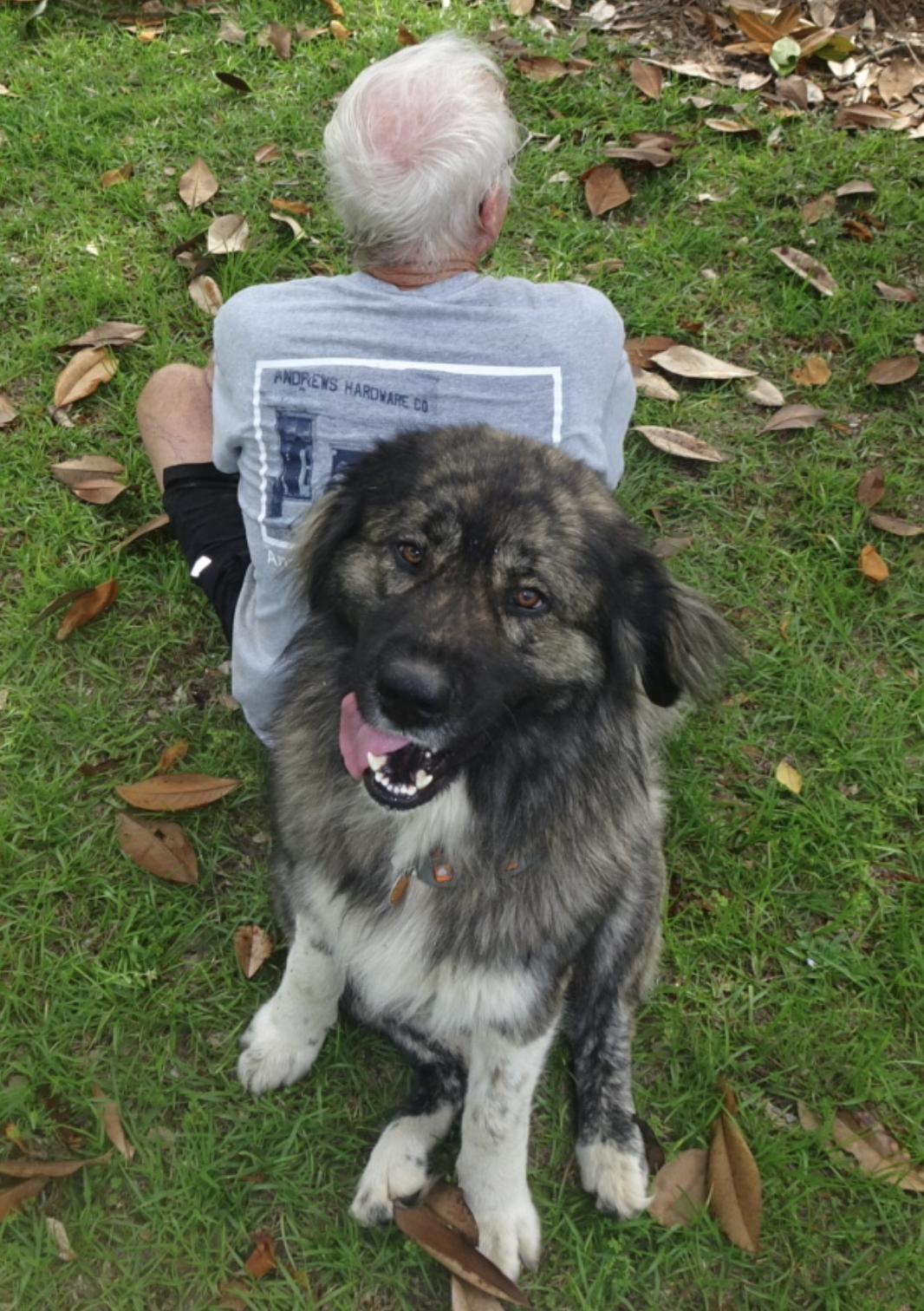 Enlarge Courtesy - Girly, a ADOPTABLE Caucasian Sheepdog / Caucasian Ovtcharka in Mobile, AL image 2/3