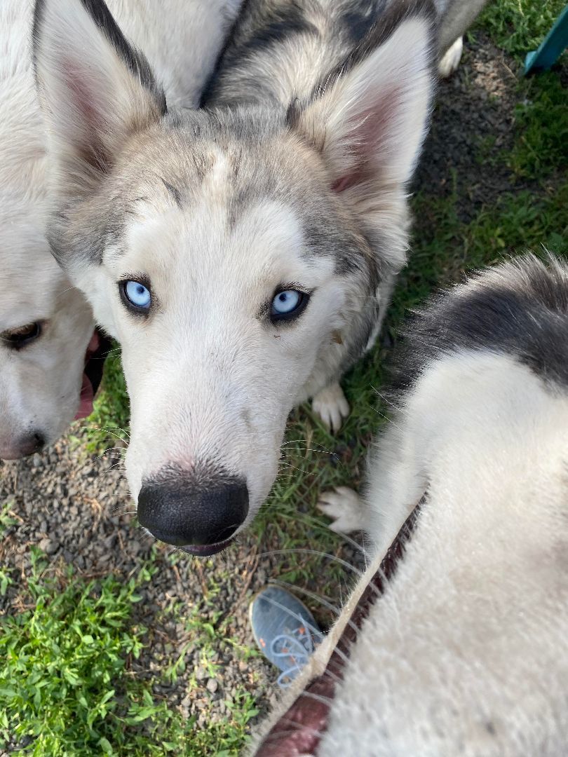 Cozy *READ ENTIRE DESCRIPTION*, Adoptable, Young Female Alaskan Malamute.