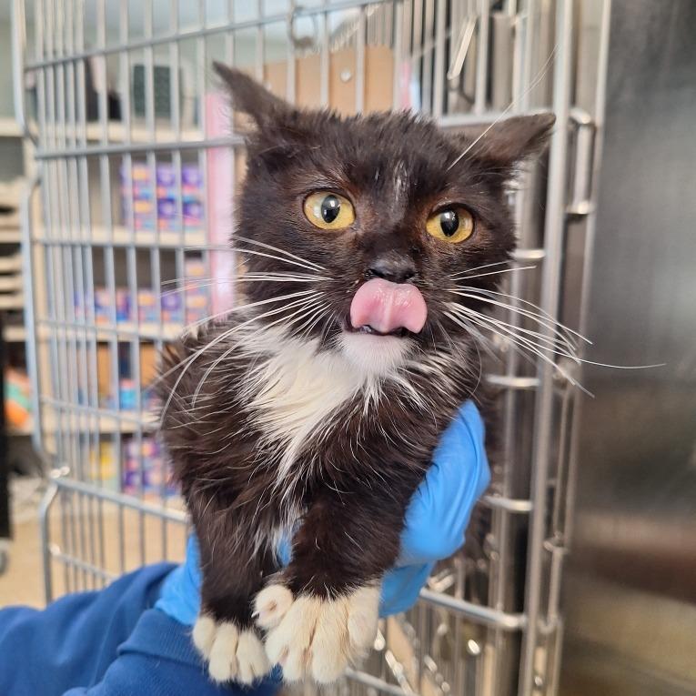 Adidas, Adoptable, Kitten Female Domestic Medium Hair.