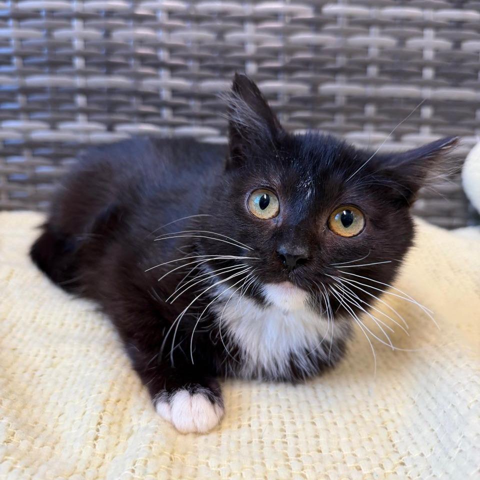 Adidas, a Adoptable Domestic Medium Hair in Attica, NY image 2/2