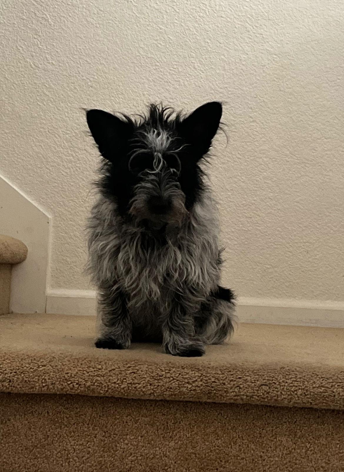 Enlarge Una, a Adopted Terrier in Woodland, CA image 1/1