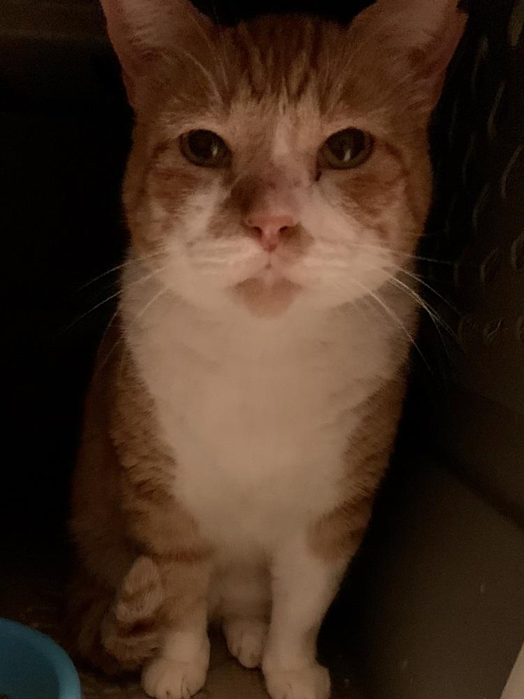 Bones, Adoptable, Senior Male Domestic Short Hair & Domestic Short Hair.