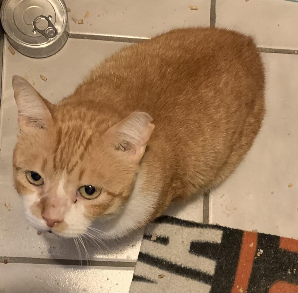 Enlarge Bones, a Adoptable mixed breed in Dallas, TX image 2/5