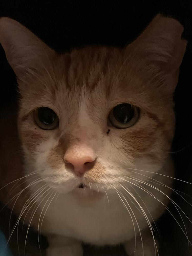 Enlarge Bones, a Adoptable mixed breed in Dallas, TX image 3/5