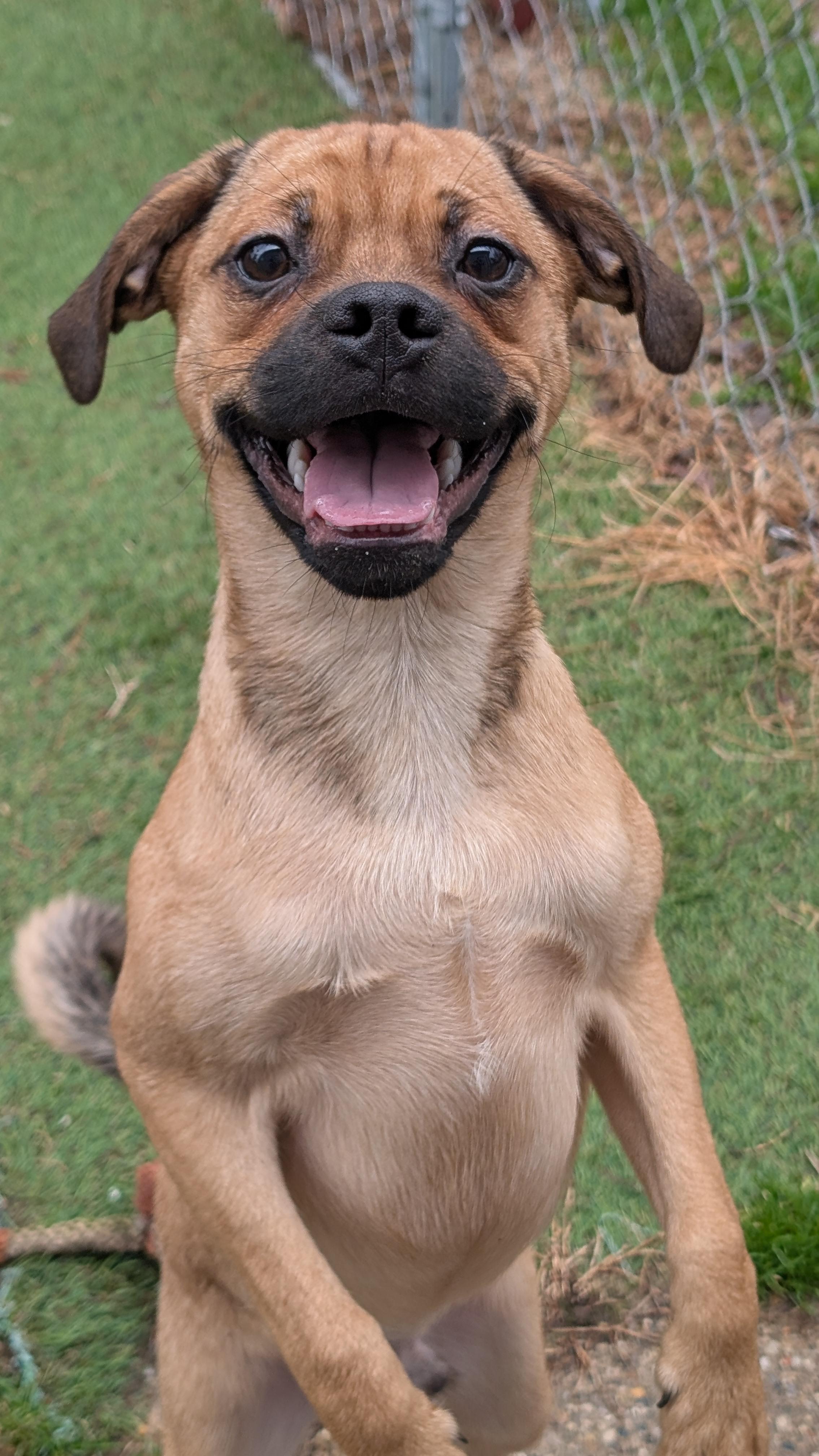 Enlarge Otto, an adopted mixed breed in Sturgis, MI image 5/6