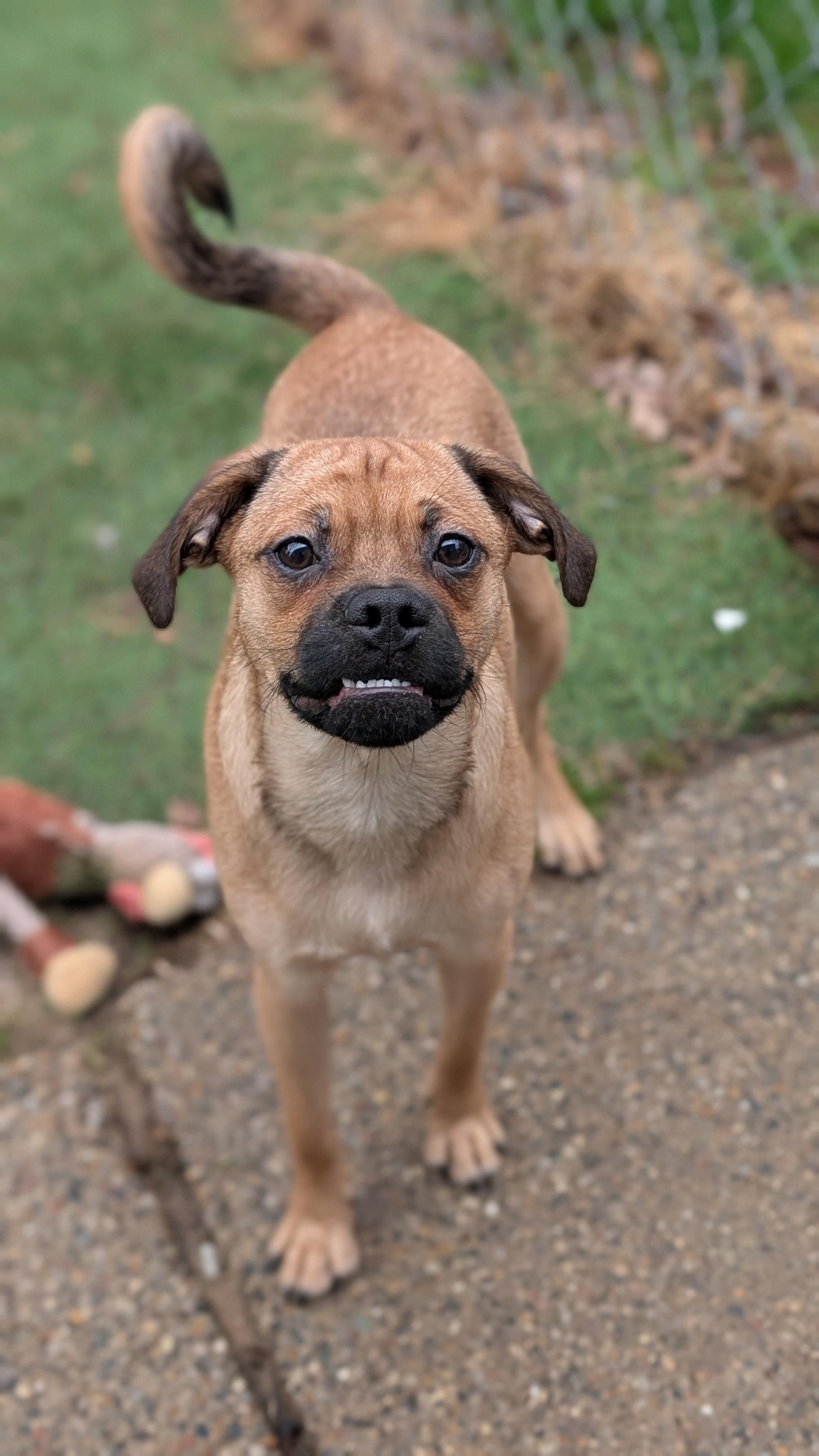 Enlarge Otto, an adopted mixed breed in Sturgis, MI image 3/6