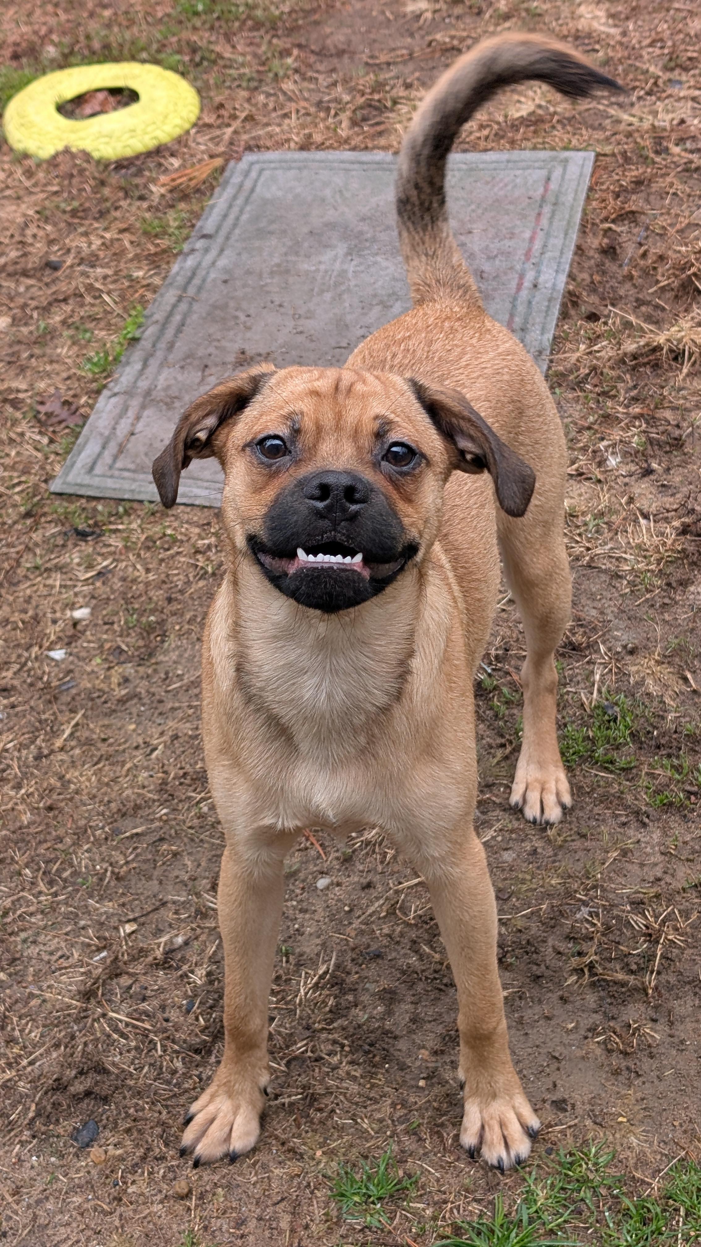 Enlarge Otto, an adopted mixed breed in Sturgis, MI image 1/6