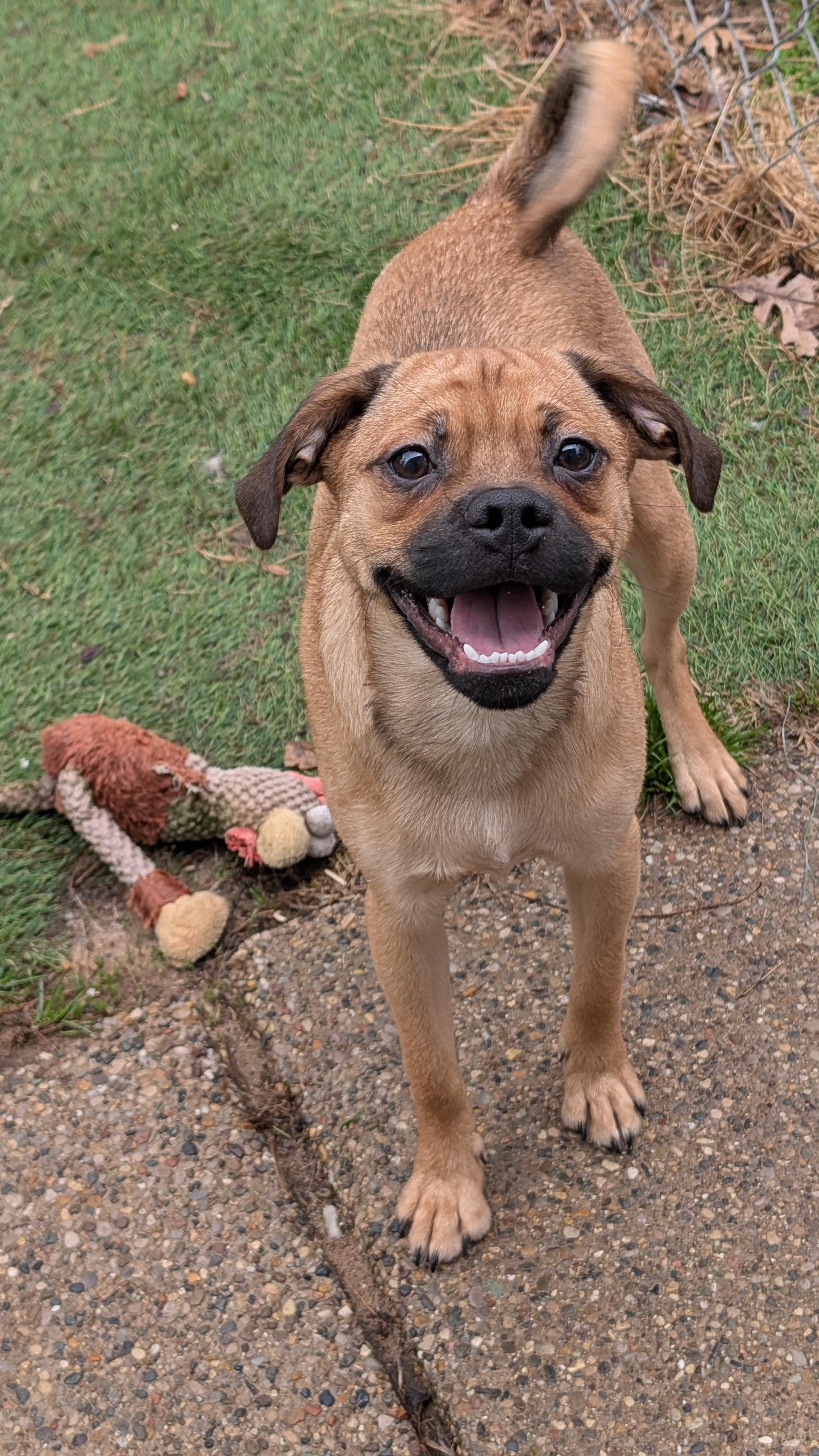 Enlarge Otto, an adopted mixed breed in Sturgis, MI image 4/6