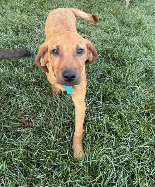 Enlarge Willa, a Adoptable mixed breed in Minneapolis, MN image 6/6