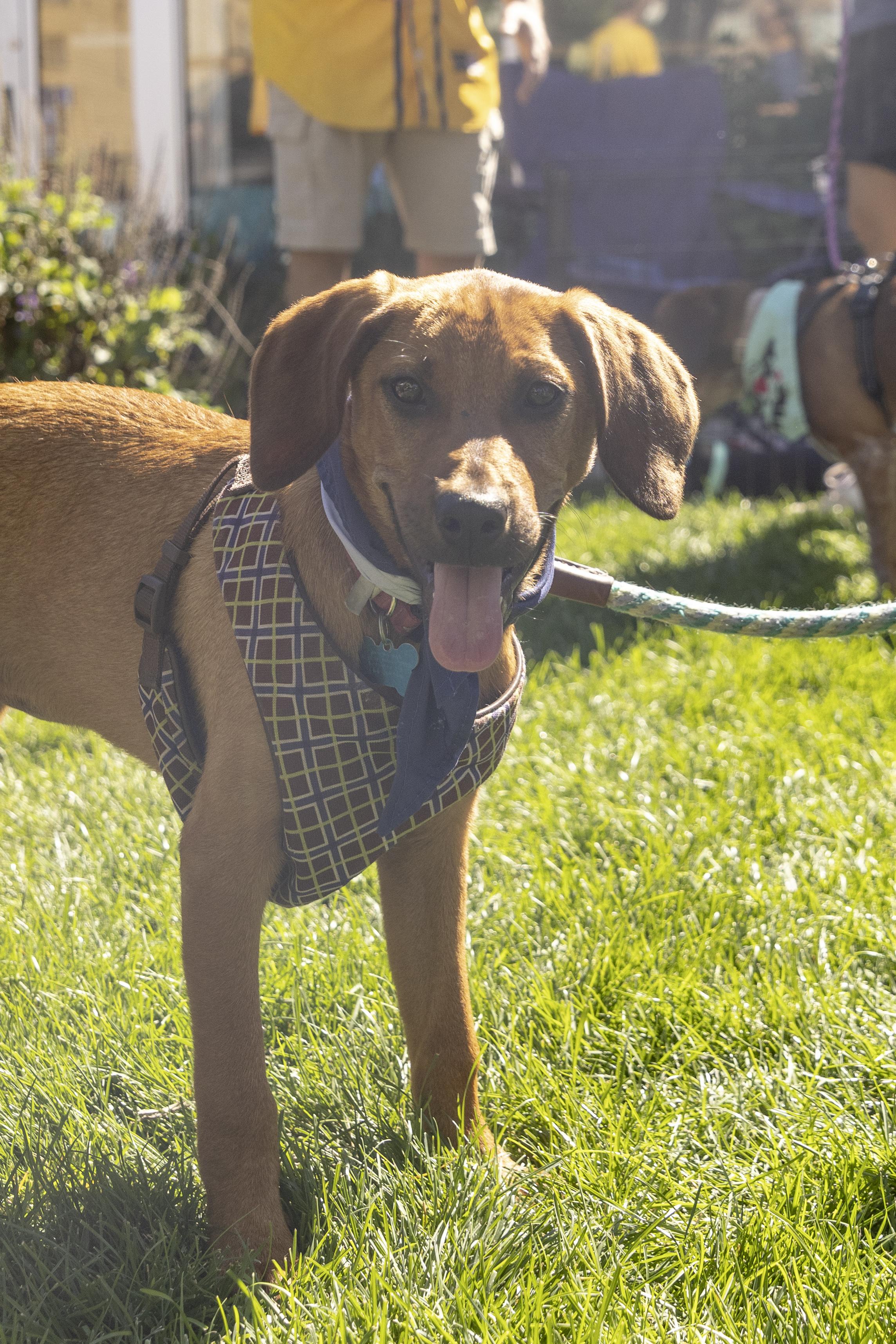 Enlarge Willa, a Adoptable mixed breed in Minneapolis, MN image 2/6