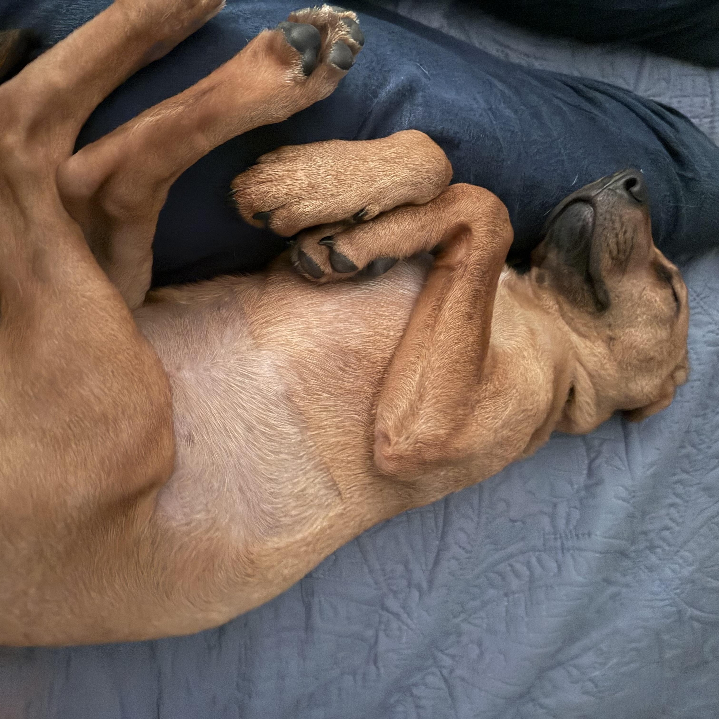 Willa, an adoptable mixed breed in Minneapolis, MN image 5/6