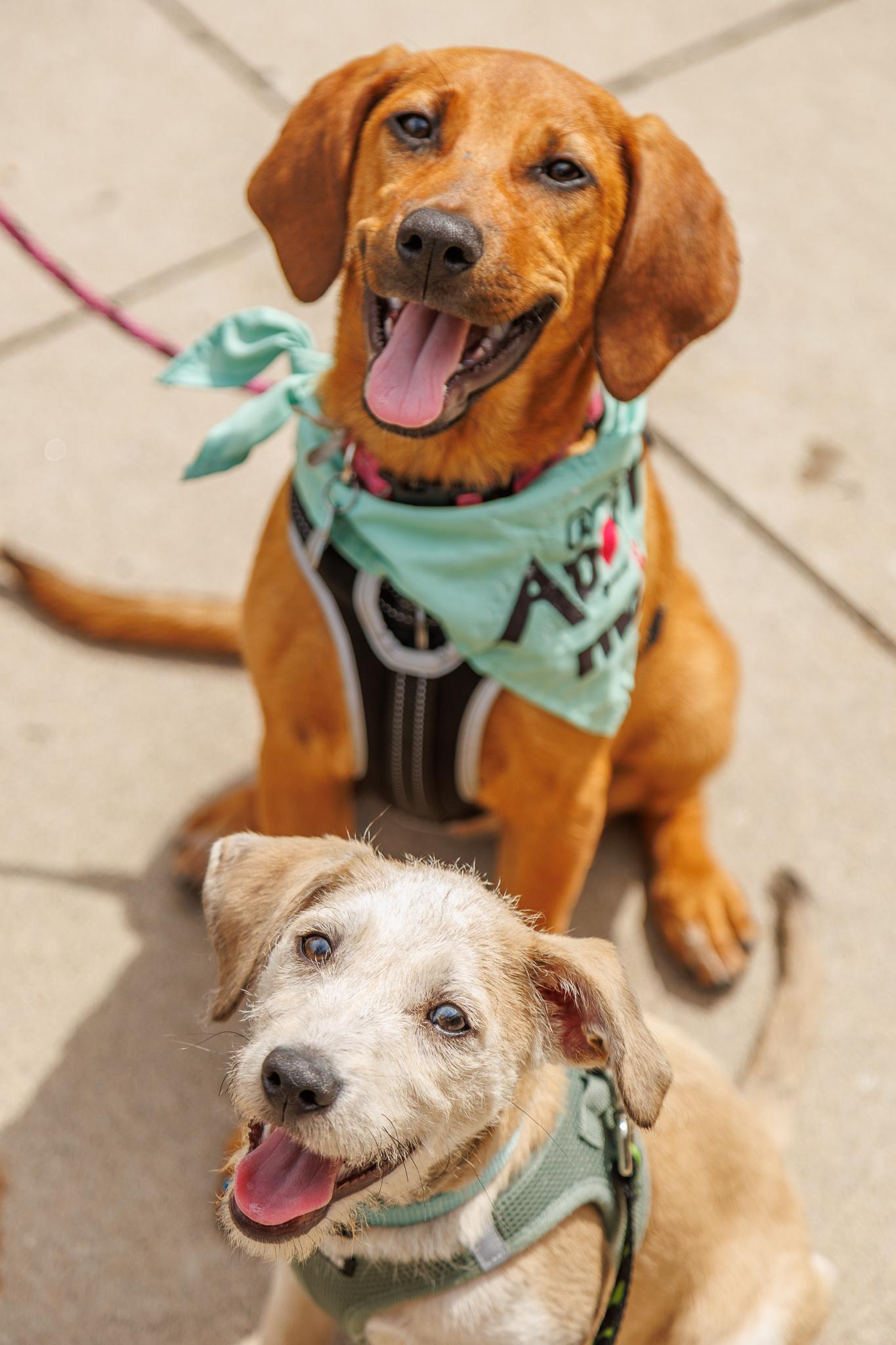 Willa, an adoptable mixed breed in Minneapolis, MN image 3/6