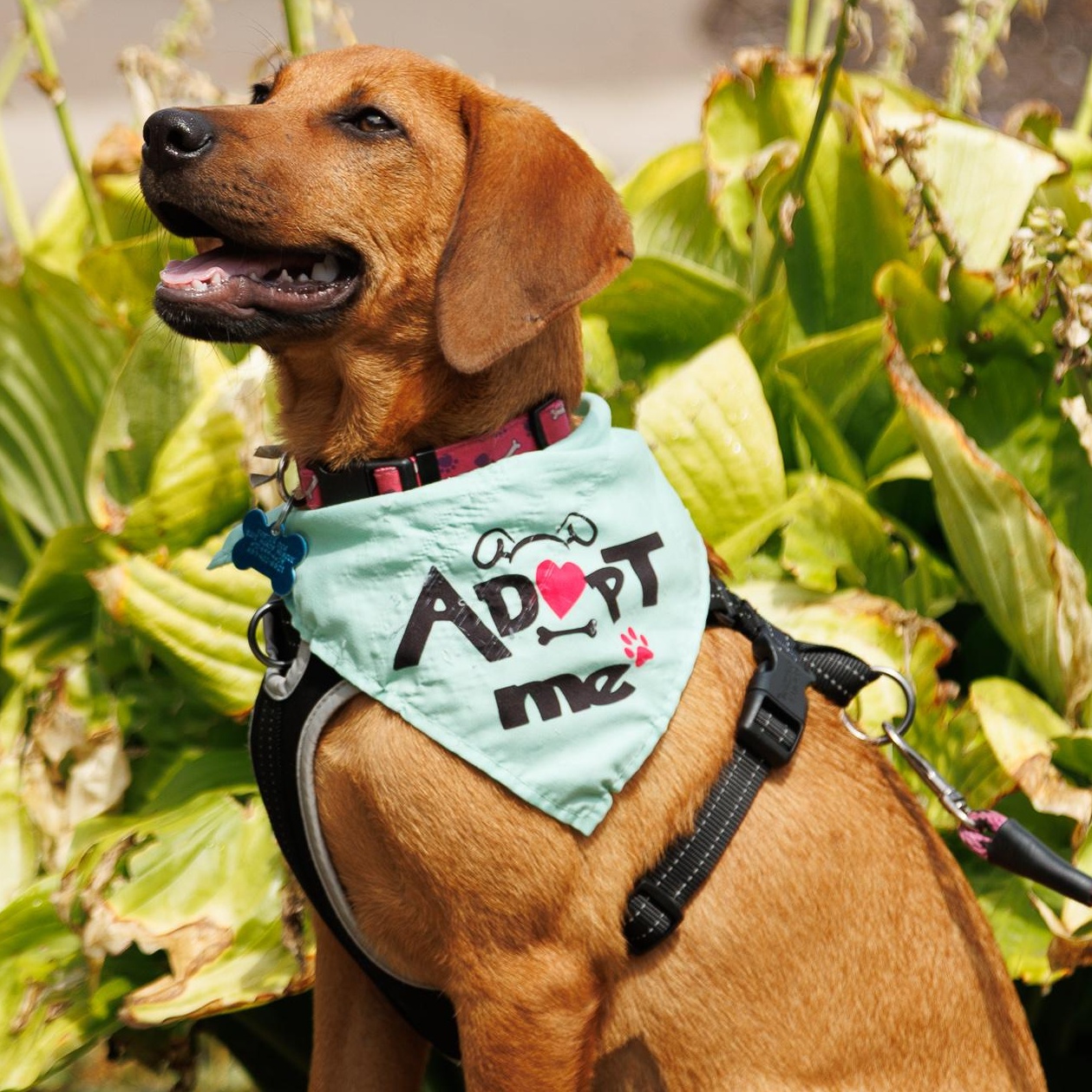Willa, an adoptable mixed breed in Minneapolis, MN image 2/6