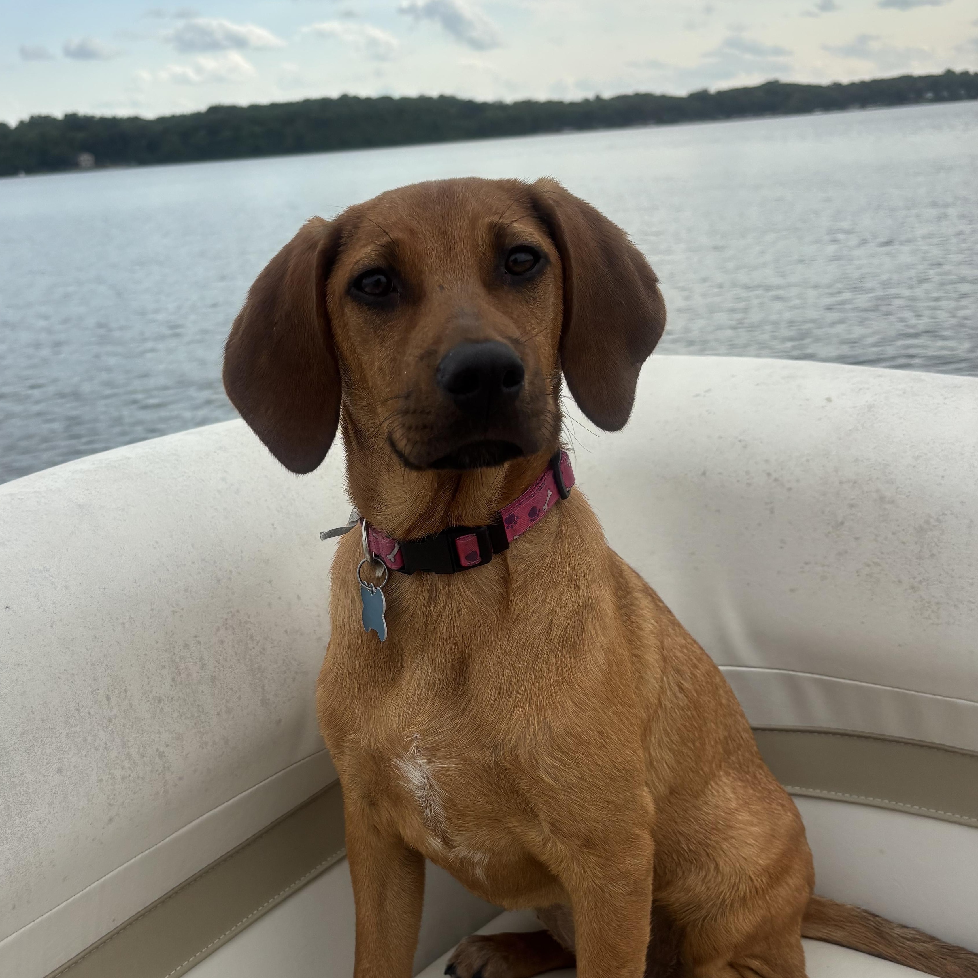 Willa, an adoptable mixed breed in Minneapolis, MN image 4/6