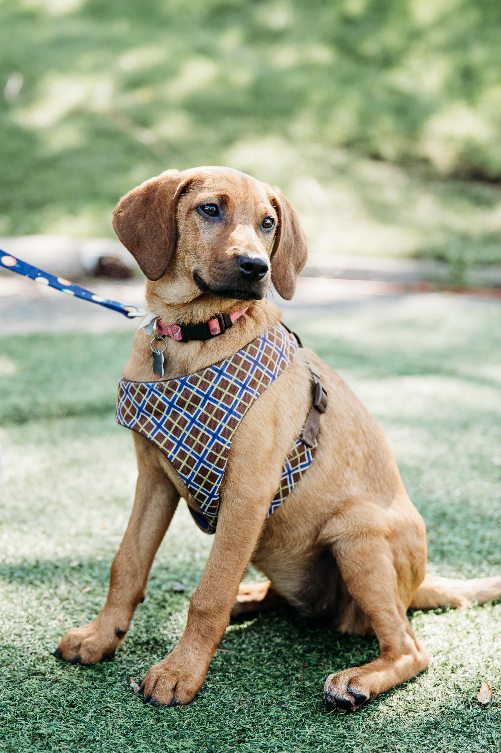 Enlarge Willa, a Adoptable mixed breed in Minneapolis, MN image 3/6