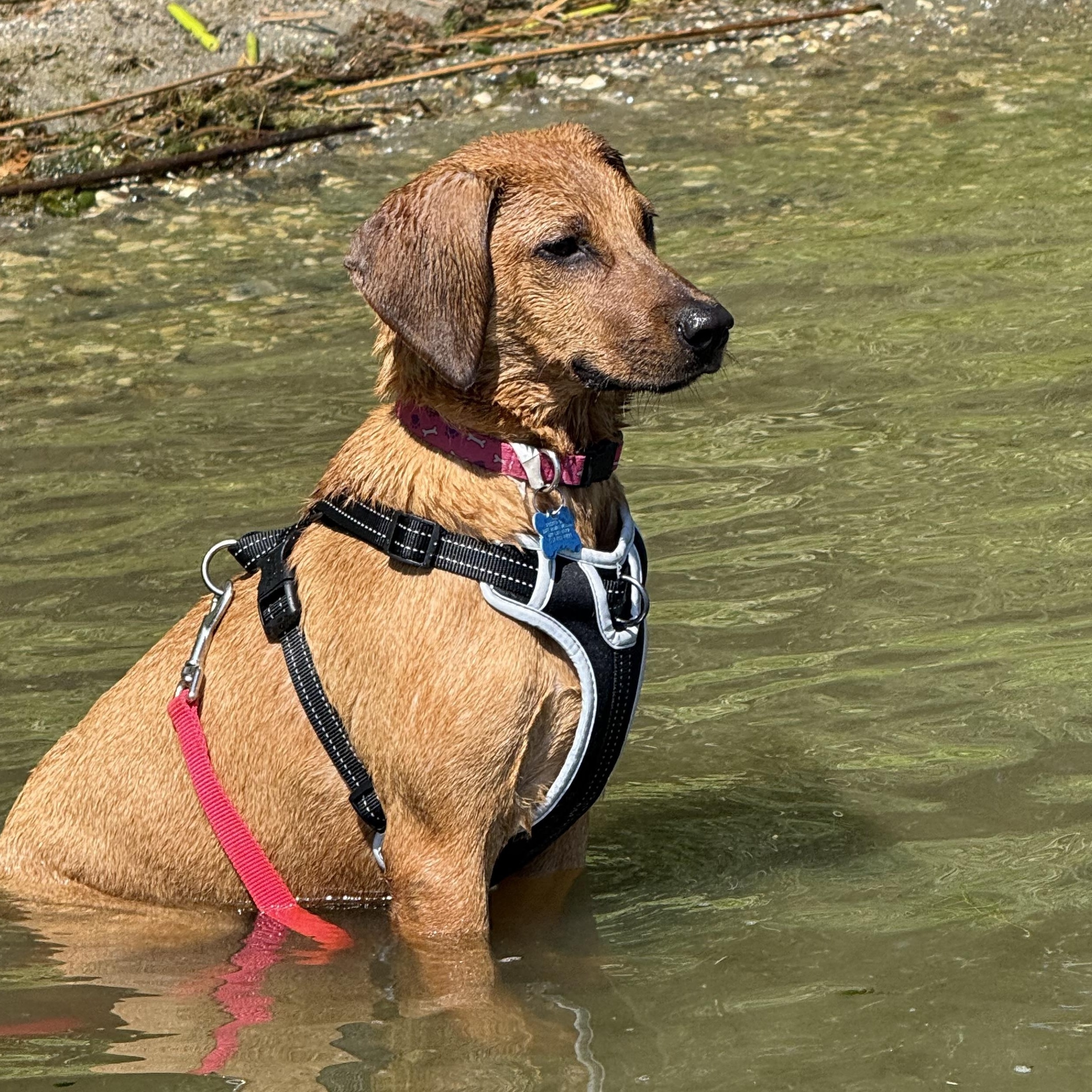 Willa, an adoptable mixed breed in Minneapolis, MN image 6/6