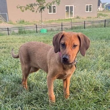 Enlarge Willa, a Adoptable mixed breed in Minneapolis, MN image 5/6
