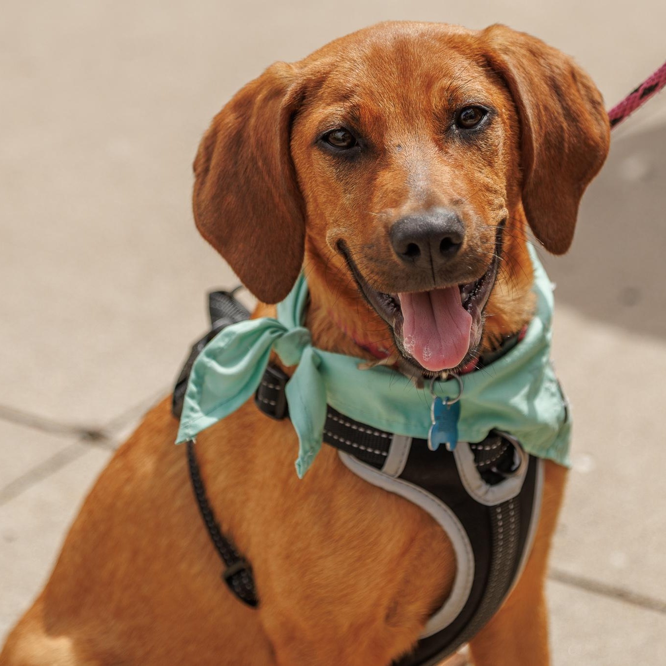 Willa, an adoptable mixed breed in Minneapolis, MN image 1/6