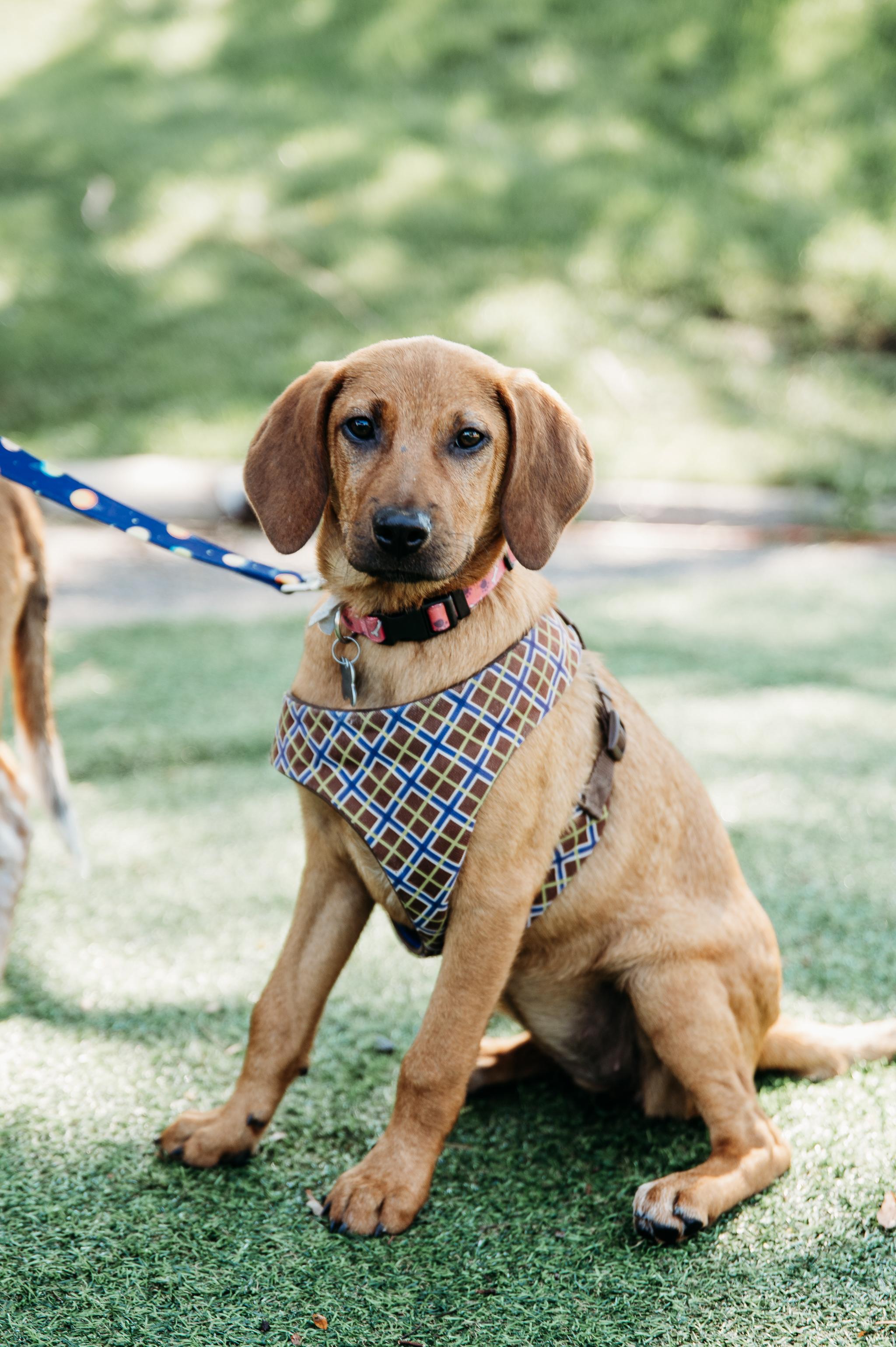 Willa, Adoptable, Puppy Female Hound & Mixed Breed.