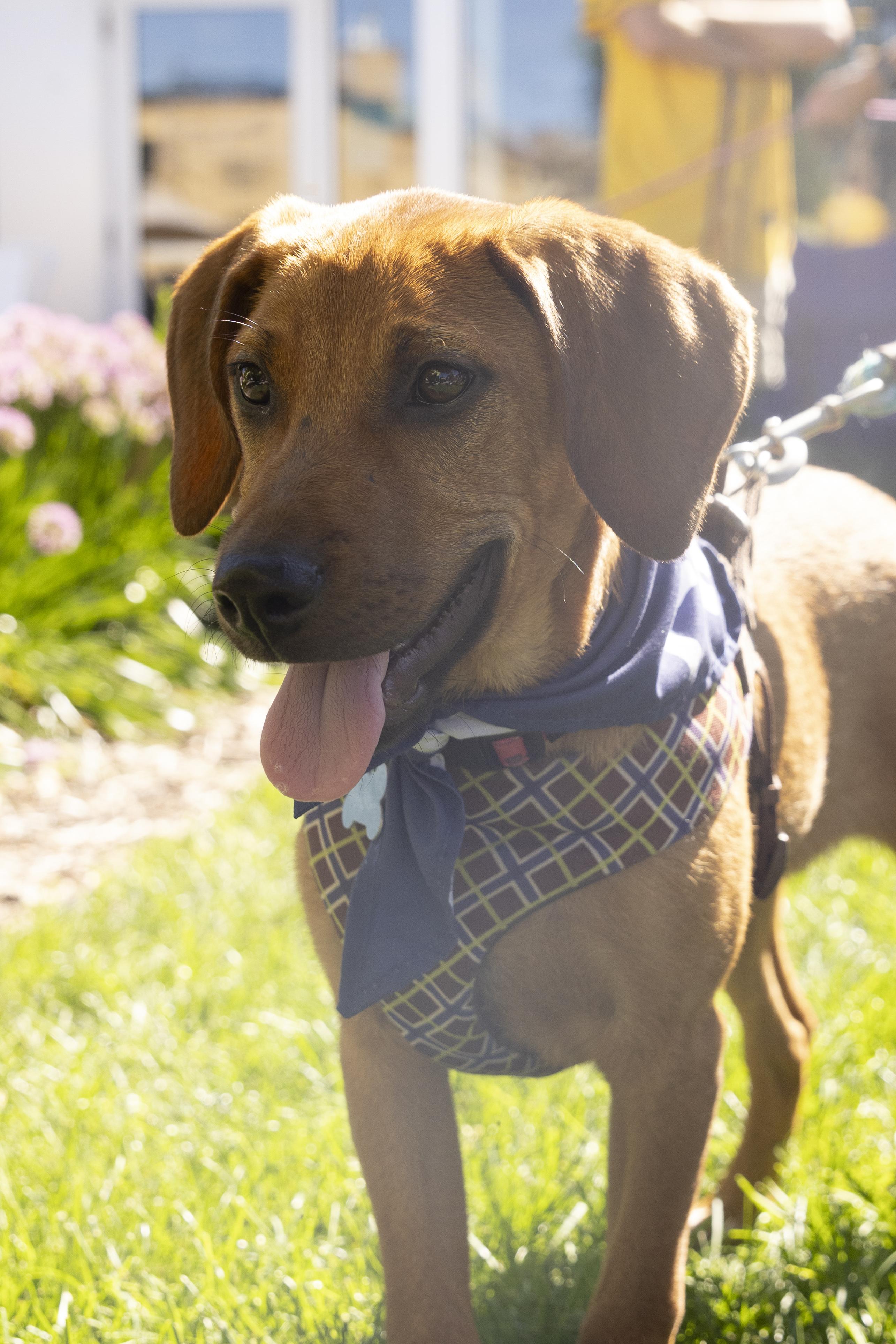 Enlarge Willa, a Adoptable mixed breed in Minneapolis, MN image 4/6