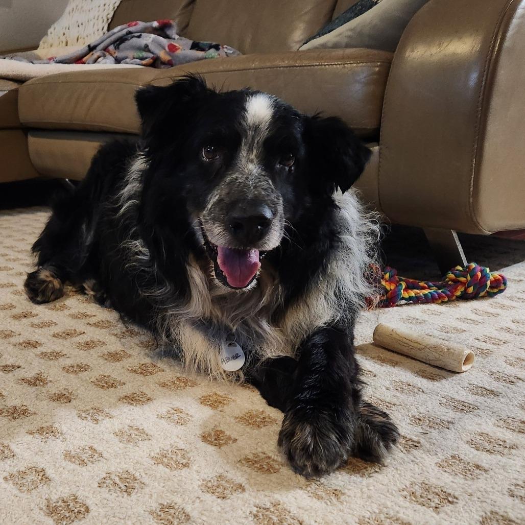 Abner — thumbnail 3