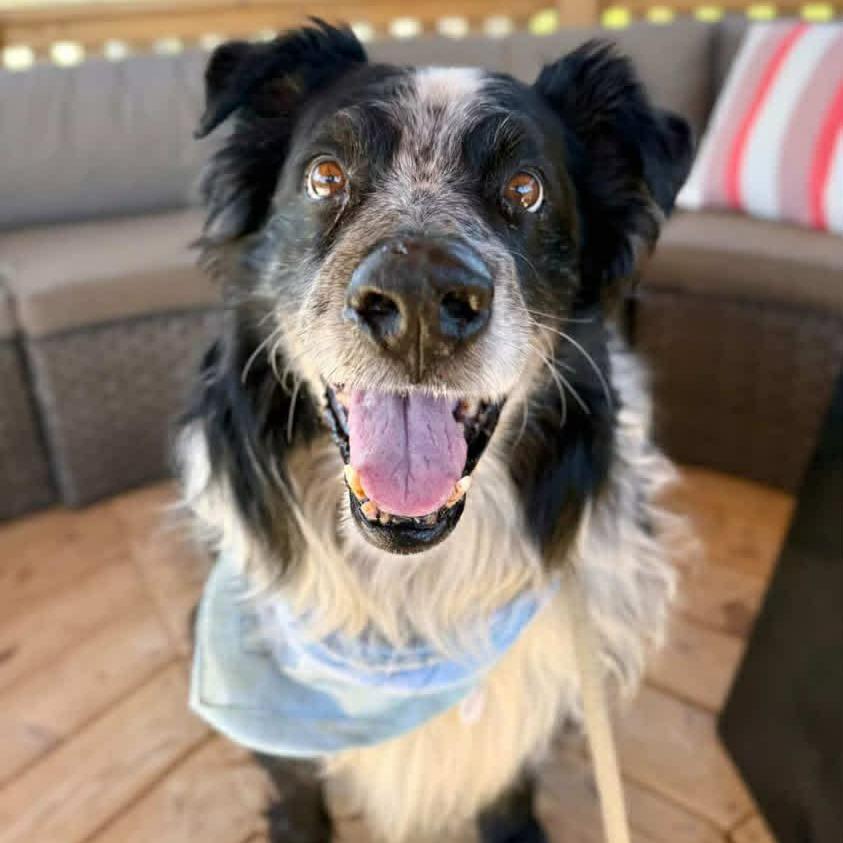 Abner — thumbnail 6