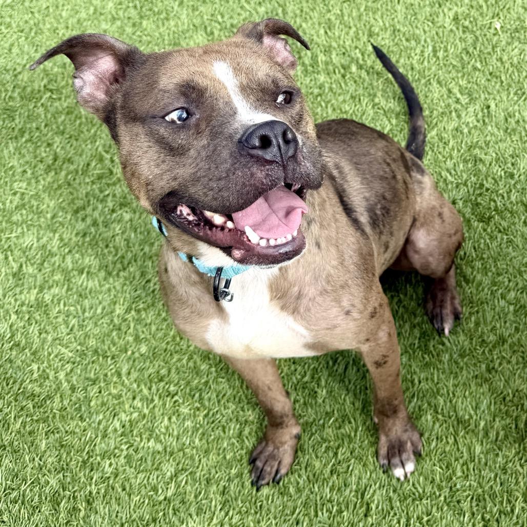 Enlarge Lavaboy, a Adoptable Mixed Breed in Washington Township, OH image 1/6