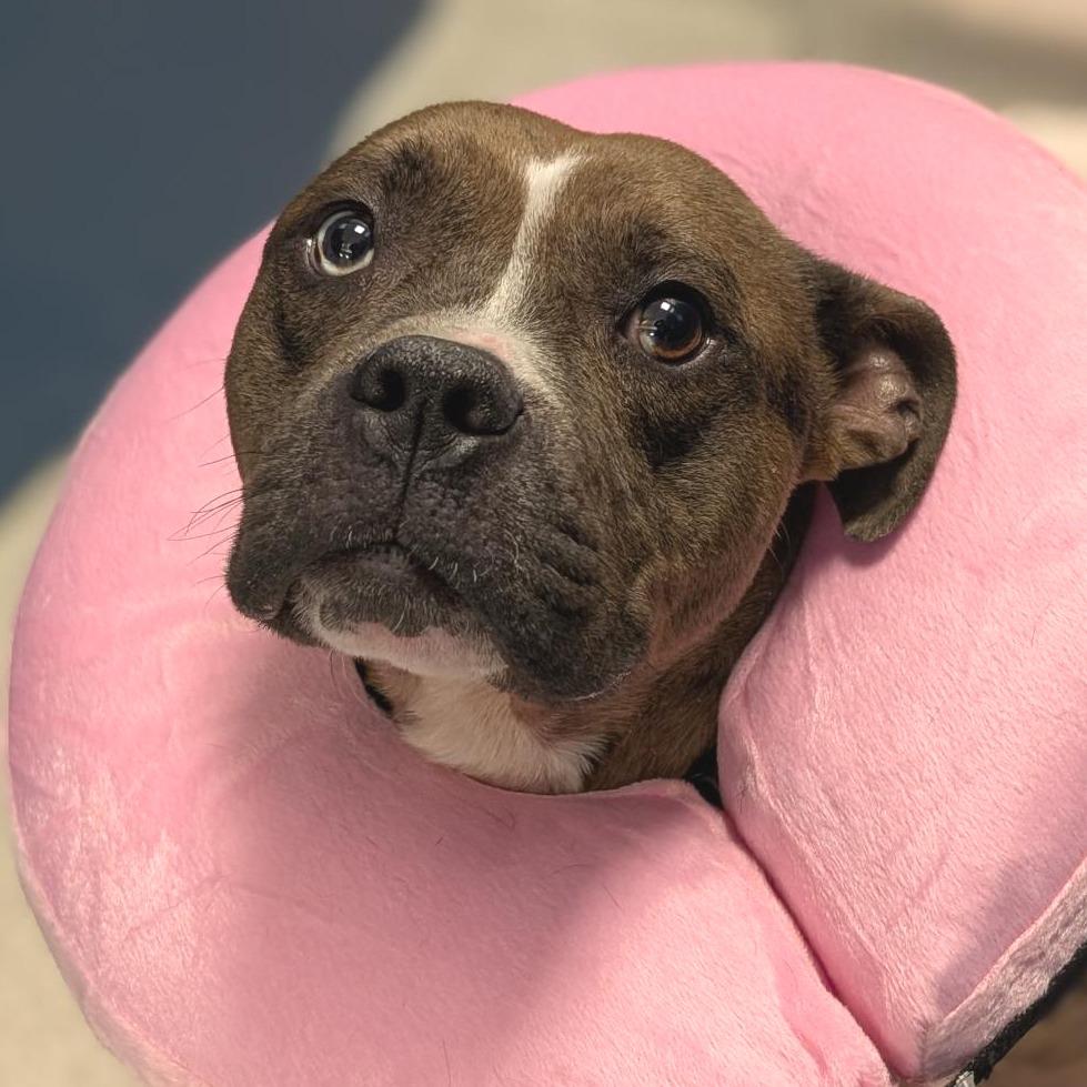 Enlarge Lavaboy, a Adoptable Mixed Breed in Washington Township, OH image 1/3