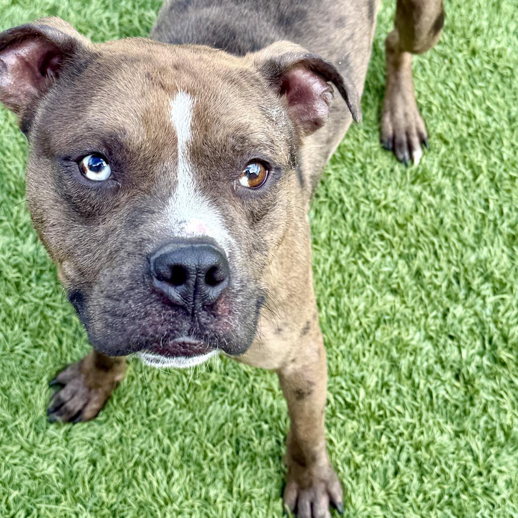 Enlarge Lavaboy, a Adoptable Mixed Breed in Washington Township, OH image 3/6