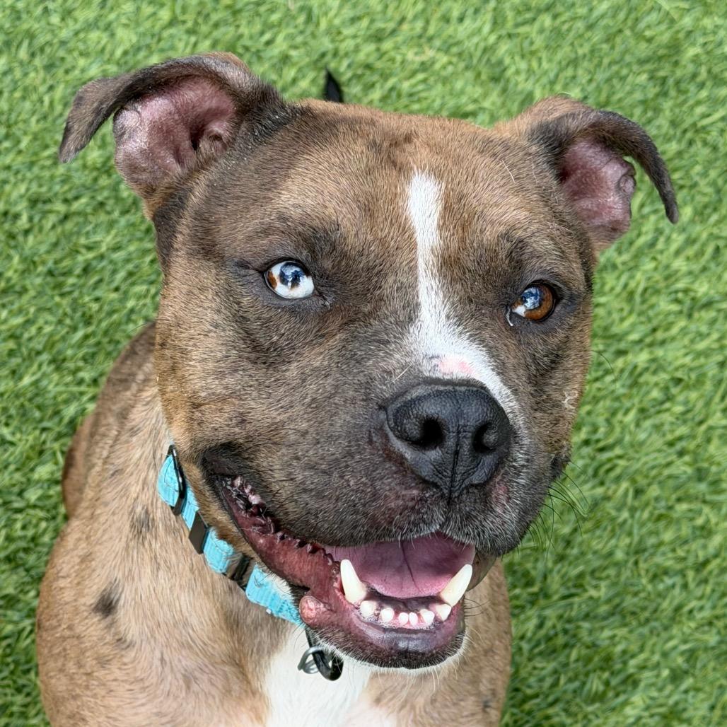 Enlarge Lavaboy, a Adoptable Mixed Breed in Washington Township, OH image 4/6